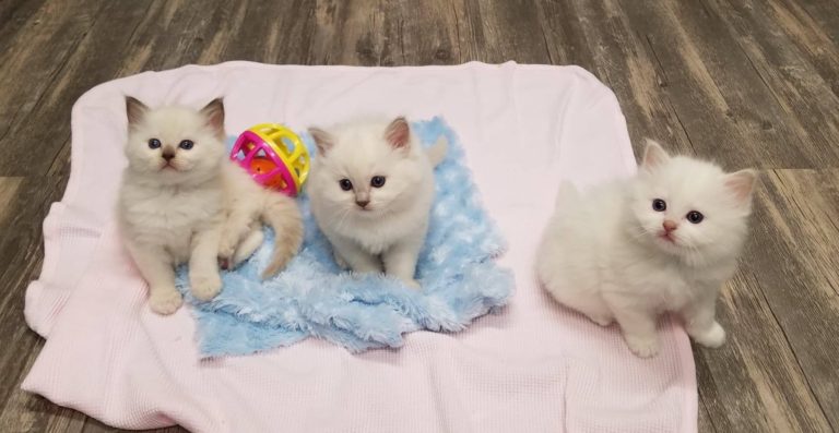 Available Kittens | Acaramia