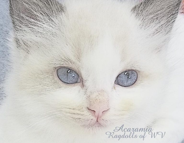 Contact Acaramia Ragdolls of WV